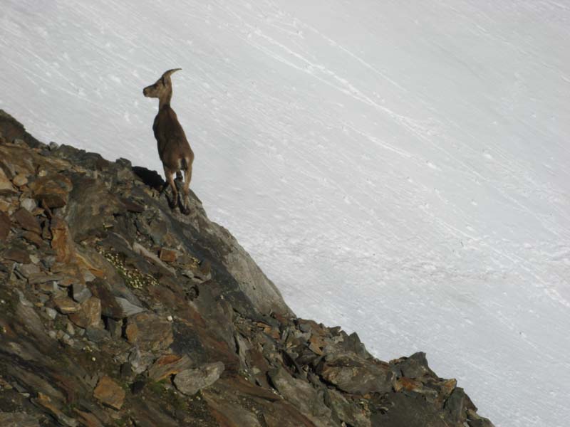 Punta Gnifetti 4554m - Monte Rosa